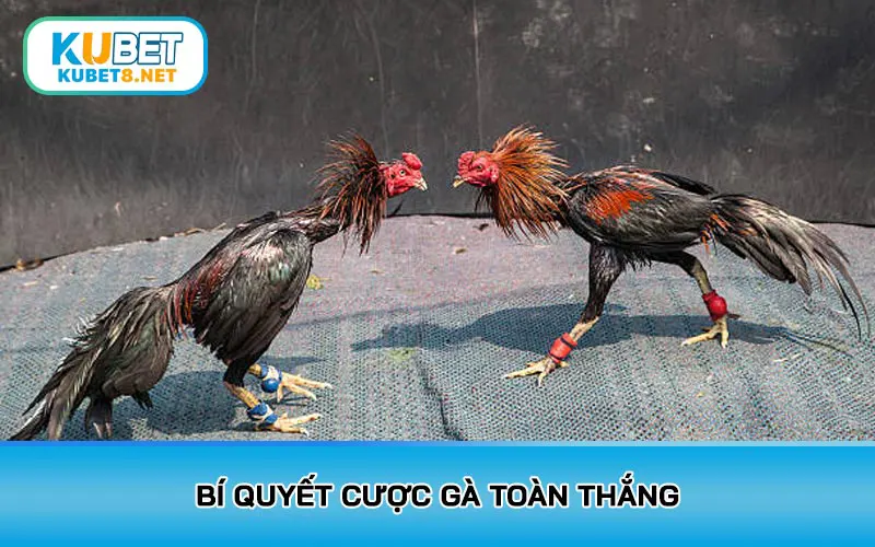 Bí quyết cược gà toàn thắng