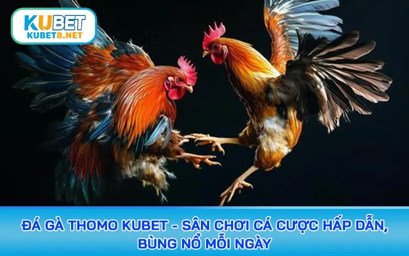 đá gà thomo