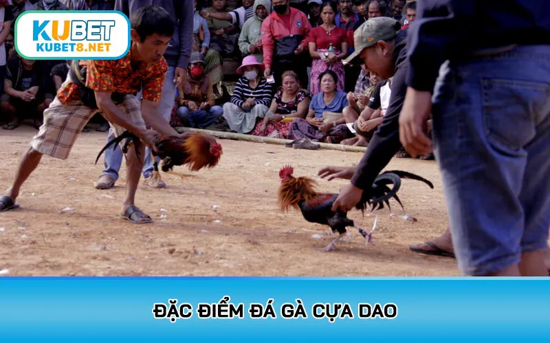 Đặc điểm đá gà cựa dao