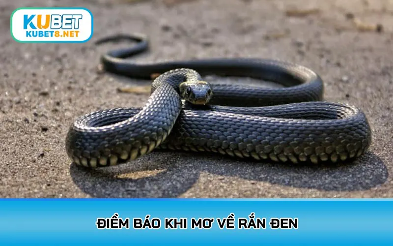 Điềm báo khi mơ về rắn đen