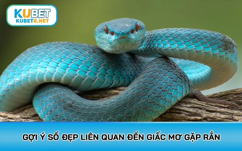 Gợi ý số đẹp liên quan đến giấc mơ gặp rắn