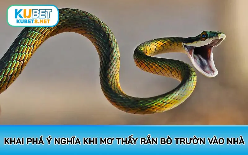 Khai phá ý nghĩa khi mơ thấy rắn bò trườn vào nhà