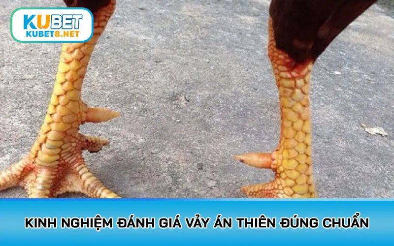 Kinh nghiệm đánh giá vảy Án Thiên đúng chuẩn