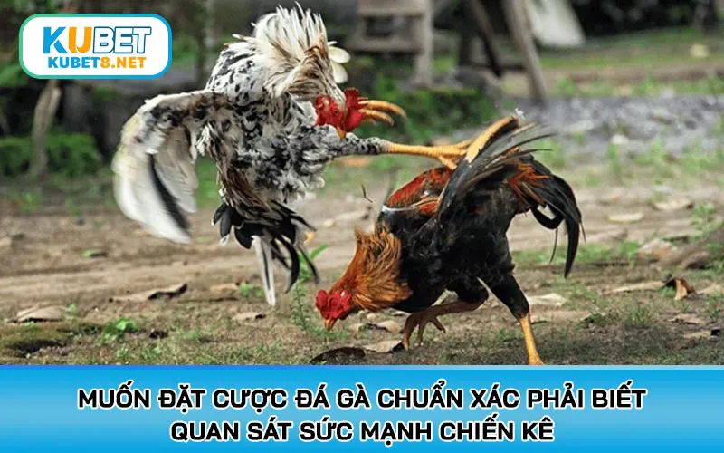 Muốn đặt cược đá gà chuẩn xác phải biết quan sát sức mạnh chiến kê