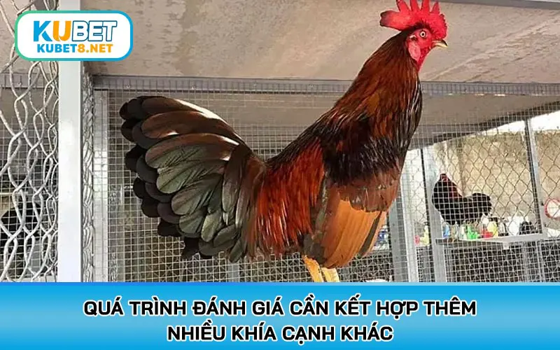 Quá trình đánh giá cần kết hợp thêm nhiều khía cạnh khác