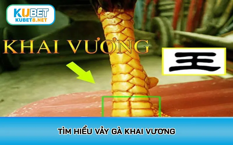 Tìm hiểu vảy gà Khai Vương