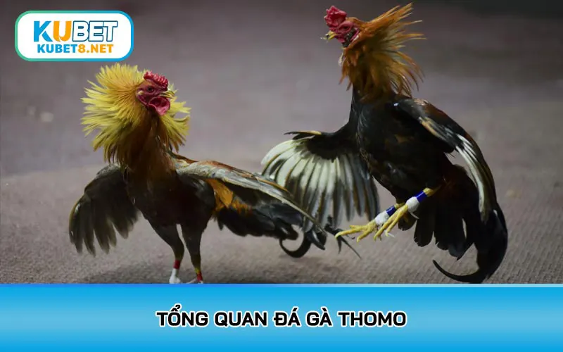 Tổng quan đá gà Thomo