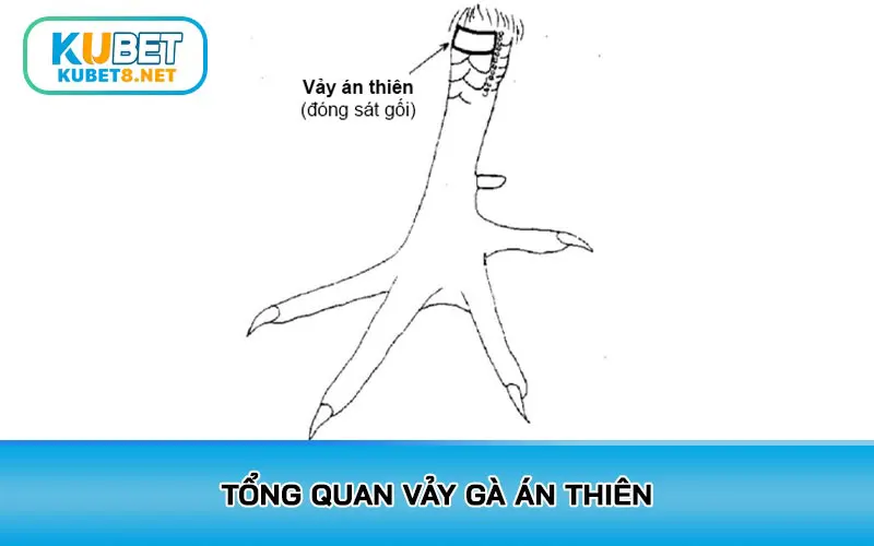 Tổng quan vảy gà Án Thiên