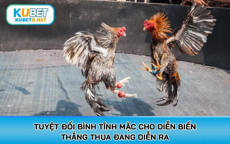 Tuyệt đối bình tĩnh mặc cho diễn biến thắng thua đang diễn ra