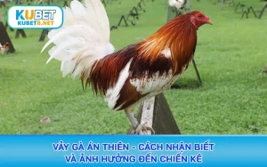 vảy gà án thiên