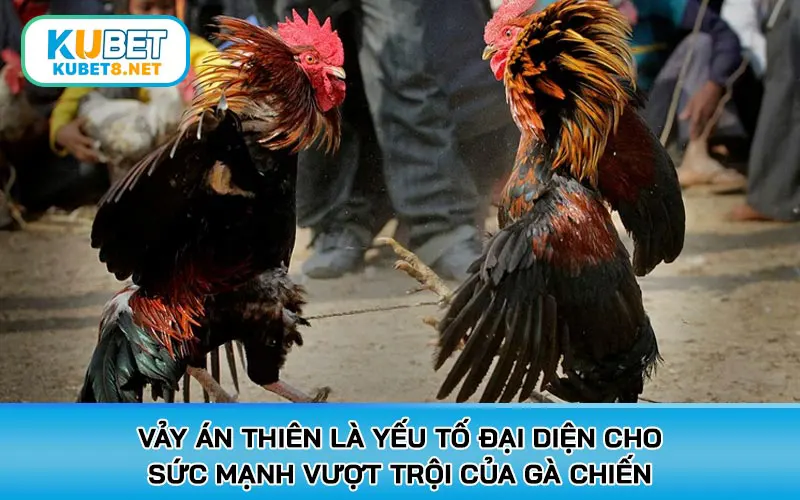 Vảy Án Thiên là yếu tố đại diện cho sức mạnh vượt trội của gà chiến